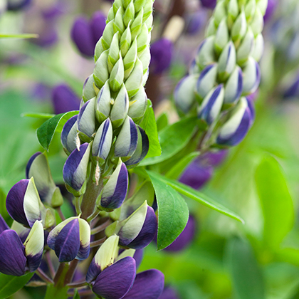 Lupinus Gallery Blue 